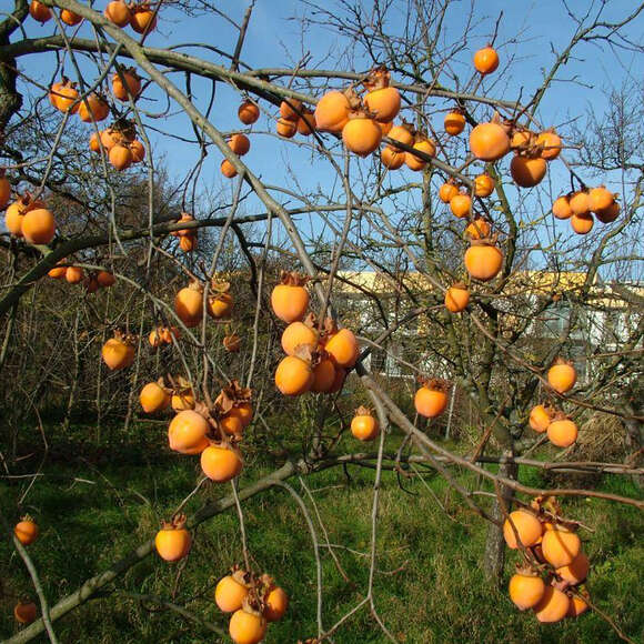Kaki, Kakipflaume - Diospyros kaki 'Steiermark-Kaki' - gelb