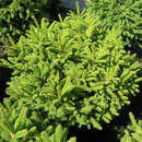 Picea abies 'Ohlendorffii' - Kegelfichte