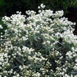Anaphalis triplinervis: Bild 3/4