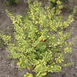 Xanthoceras sorbifolium 'Happy Orange': Bild 7/7