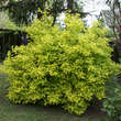 Philadelphus coronarius 'Aureus': Bild 7/7
