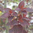 Cercidiphyllum japonicum 'Rotfuchs': Bild 2/2