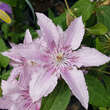 Clematis 'Hagley Hybrid': Bild 2/2