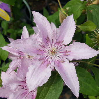 Waldrebe, Großblumige GartenClematis Clematis 'Hagley Hybrid' rosa