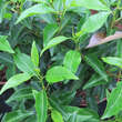 Prunus lusitanica 'Angustifolia': Bild 2/2