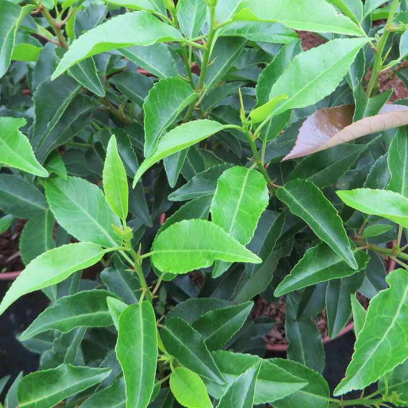 Portugiesischer Kirschlorbeer Prunus lusitanica 'Angustifolia' weiß