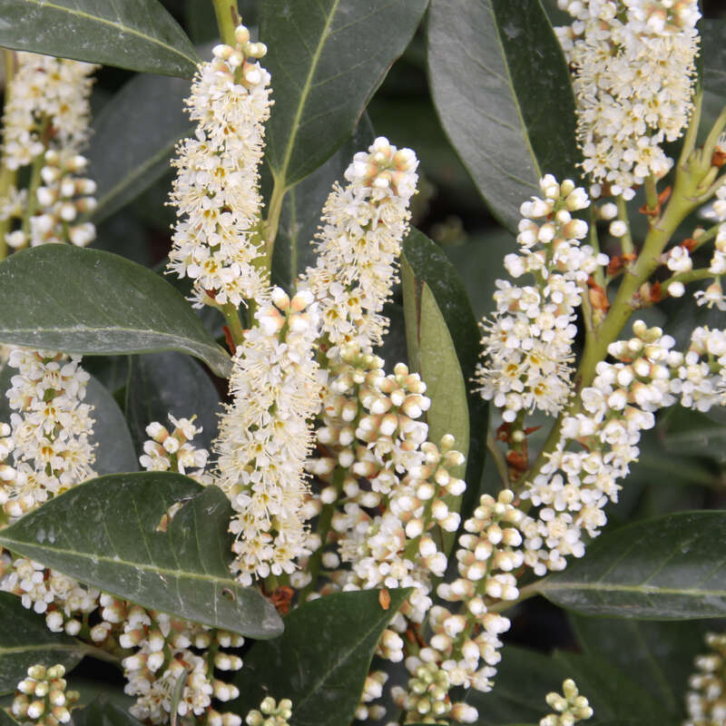 Kirschlorbeer - Prunus laurocerasus 'Van Nes'