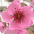 Prunus pers. 'Mamie Ross': Bild 3/3
