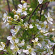 Prunus fruticosa 'Fruchtzwerg': Bild 2/5