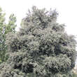 Quercus ilex: Bild 6/7