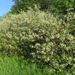 Prunus fruticosa: Bild 5/7