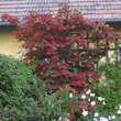 Acer japonicum 'Vitifolium': Bild 8/8