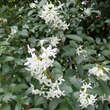 Osmanthus heterophyllus: Bild 5/6
