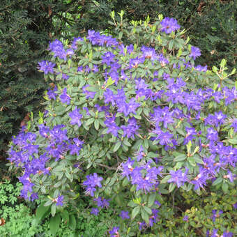 Zwergrhododendron - Rhododendron impeditum