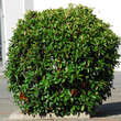 Photinia fraseri 'Red Robin': Bild 3/3