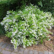 Deutzia gracilis: Bild 5/5