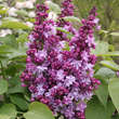 Syringa vulg. 'Reve Bleu': Bild 4/5