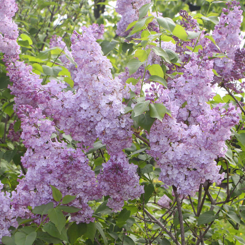 Edelflieder Einfachbluhend Syringa Vulgaris Amethyst Violett