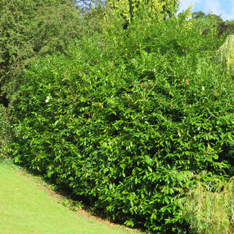 Kirschlorbeer - Prunus laurocerasus 'Herbergii'