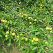 Prunus dom. 'Mirabelle von Nancy': Bild 2/2