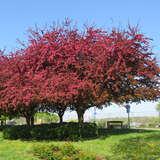 Malus 'Scarlet' - Rotlaubiger Zierapfel