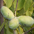 Asimina triloba 'Wells': Bild 2/2