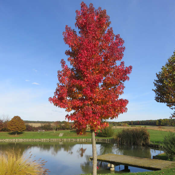Amberbaum Liquidambar styraciflua grün