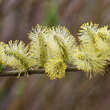 Salix viminalis: Bild 2/8