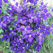 Clematis 'Jackmanii': Bild 2/4