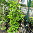 Quercus palustris 'Green Pillar': Bild 4/4