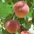 Prunus persica 'Benedikte': Bild 2/3