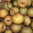 Pyrus communis: Bild 4/4