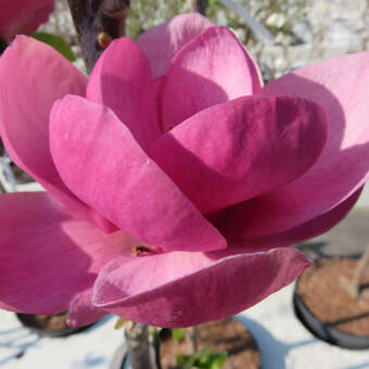 Neuheit 80-90cm purpur Magnolie Magnolienbaum Magnolia Black Tulip 