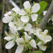 Prunus domestica 'Topend Plus': Bild 2/3