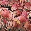 Toona sinensis 'Flamingo': Bild 4/7