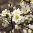 Chaenomeles 'Nivalis': Bild 2/3