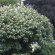 Viburnum rhytidophylloides 'Willowwood': Bild 5/5