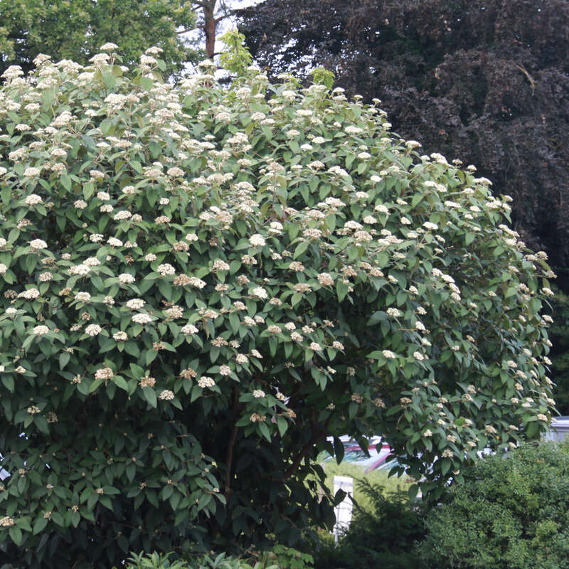 Immergrüner Schneeball Viburnum rhytidophylloides 'Willowwood' weiß