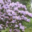 Rhododendron 'Praecox': Bild 3/9