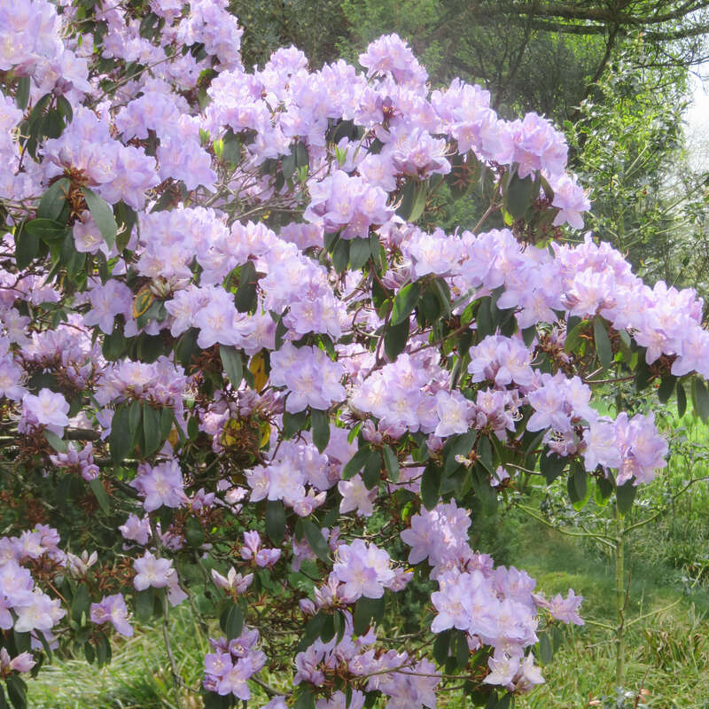 Frhlings-Rhododendron - Rhododendron 'Praecox' - lila