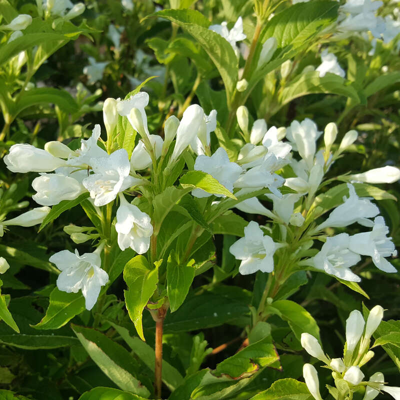 Weigelie weiß Weigela 'Candida' weiß