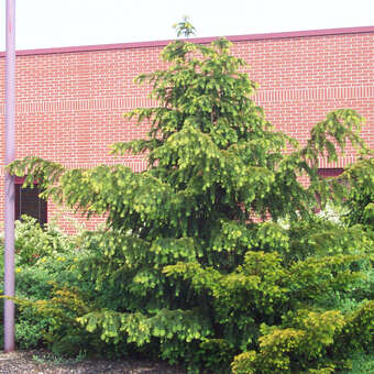 Tanneneibe - Taxus baccata 'Dovastoniana' - grn