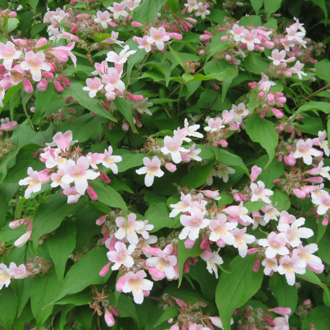 Kolkwitzie Kolkwitzia amabilis rosa