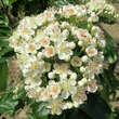 Sorbus 'Titan': Bild 3/12