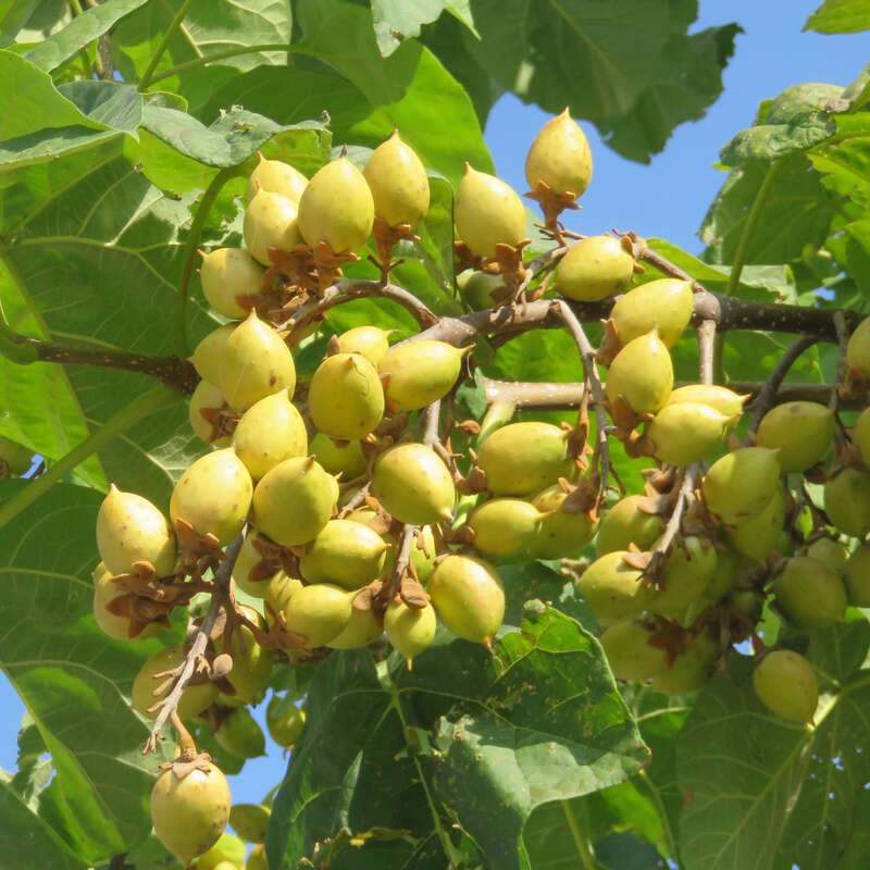 Blauglockenbaum Paulownia tomentosa blau