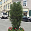 Frangula alnus 'Fine Line': Bild 3/3