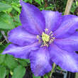 Clematis 'Daniel Deronda': Bild 2/2