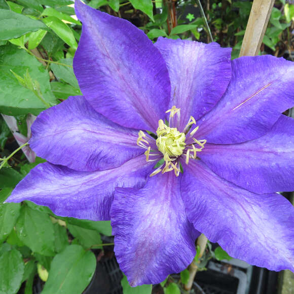 Waldrebe, Großblumige GartenClematis Clematis 'Daniel Deronda' blau