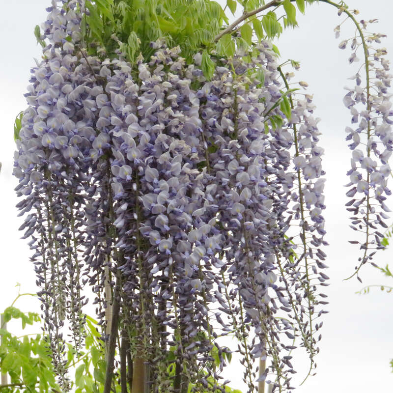 Blauregen - Wisteria floribunda 'Honbeni' ('Rosea') in Grtnerqualitt aus  sterreich kaufen