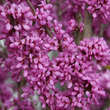 Cercis chinensis 'Avondale': Bild 4/8